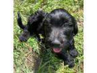 Goldendoodle Puppy for sale in Pensacola, FL, USA