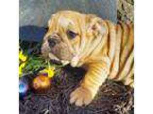 Bulldog Puppy for sale in Louisa, VA, USA