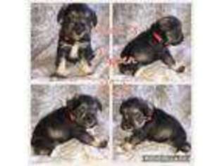 Mutt Puppy for sale in Sherrills Ford, NC, USA