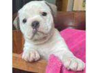 Olde English Bulldogge Puppy for sale in Evansville, IN, USA