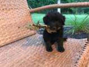 Mutt Puppy for sale in Osgood, IN, USA