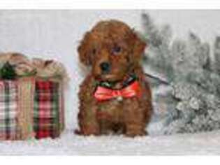 Goldendoodle Puppy for sale in Etna Green, IN, USA