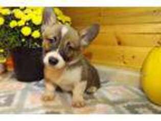 Pembroke Welsh Corgi Puppy for sale in Jasonville, IN, USA