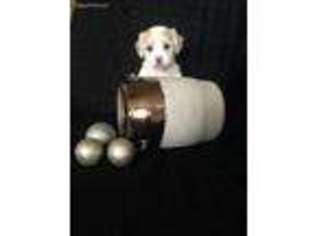 Coton de Tulear Puppy for sale in Albertville, AL, USA