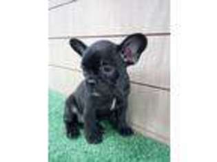 French Bulldog Puppy for sale in Pacoima, CA, USA