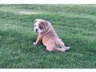 Olde English Bulldogge Puppy for sale in Cost, TX, USA
