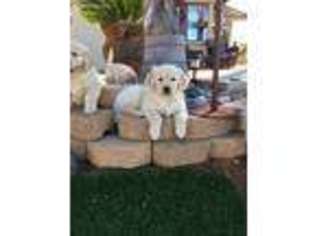 Golden Retriever Puppy for sale in Ramona, CA, USA