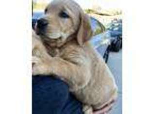 Labrador Retriever Puppy for sale in San Bernardino, CA, USA