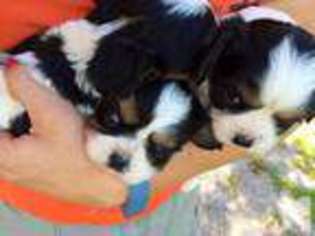 Cavalier King Charles Spaniel Puppy for sale in GOSHEN, KY, USA