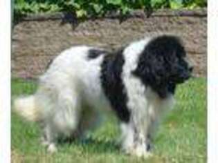 Newfoundland Puppy for sale in Foley, MO, USA