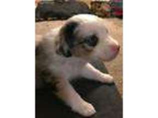Miniature Australian Shepherd Puppy for sale in Roann, IN, USA