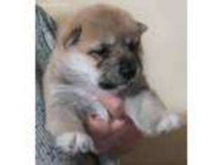 Shiba Inu Puppy for sale in Manito, IL, USA