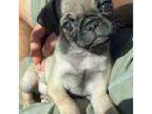 Pug Puppy for sale in Fresno, CA, USA
