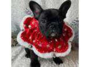 French Bulldog Puppy for sale in Dysart, IA, USA