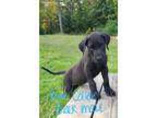 Great Dane Puppy for sale in Bombay, NY, USA