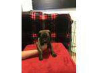 Bullmastiff Puppy for sale in Eatonville, WA, USA
