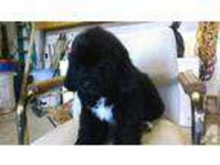 Newfoundland Puppy for sale in MONMOUTH, OR, USA