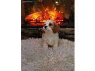 Cavapoo Puppy for sale in Albion, NY, USA