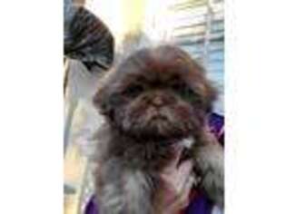 Mutt Puppy for sale in Soledad, CA, USA