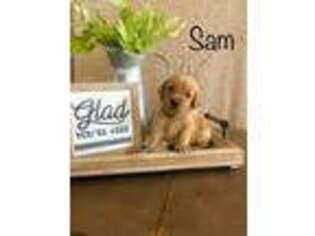 Goldendoodle Puppy for sale in Rossville, GA, USA
