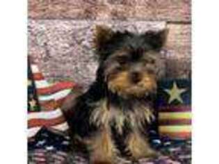 Yorkshire Terrier Puppy for sale in New Hampton, IA, USA