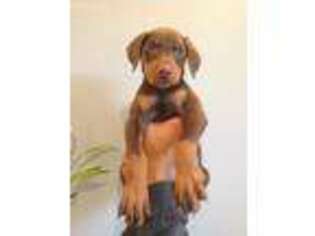 Doberman Pinscher Puppy for sale in Santa Clarita, CA, USA
