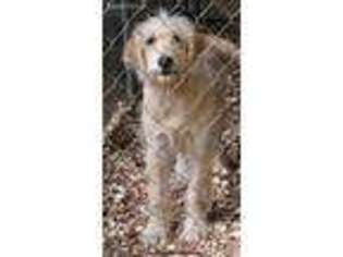 Goldendoodle Puppy for sale in Springville, AL, USA