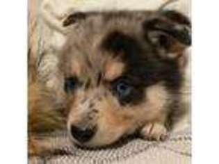 Alaskan Klee Kai Puppy for sale in Kalispell, MT, USA