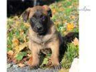 Belgian Malinois Puppy for sale in Harrisburg, PA, USA