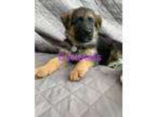 German Shepherd Dog Puppy for sale in Victorville, CA, USA