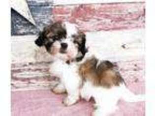 Mutt Puppy for sale in Ligonier, IN, USA