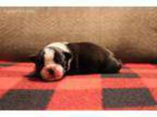 Boston Terrier Puppy for sale in Wichita, KS, USA