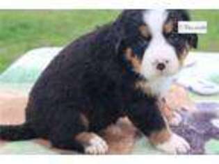 Bernese Mountain Dog Puppy for sale in Fort Worth, TX, USA