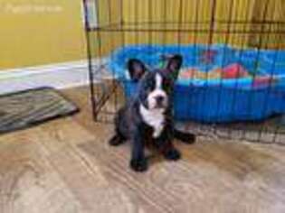 French Bulldog Puppy for sale in West Mansfield, OH, USA