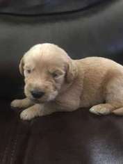 Labradoodle Puppy for sale in Spring, TX, USA
