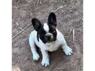 French Bulldog Puppy for sale in Lyons, CO, USA
