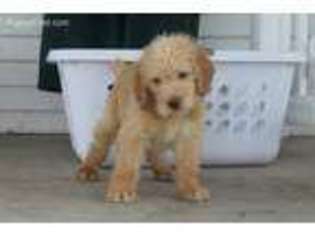Labradoodle Puppy for sale in Champaign, IL, USA