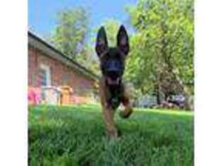 Belgian Malinois Puppy for sale in Lincoln, NE, USA