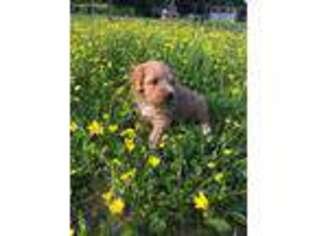 Goldendoodle Puppy for sale in Monterey, TN, USA