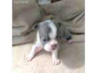 Boston Terrier Puppy for sale in Zavalla, TX, USA