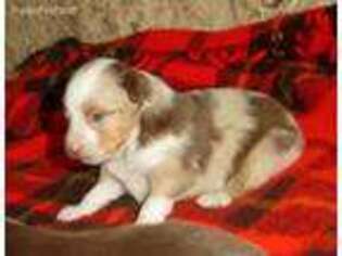 Miniature Australian Shepherd Puppy for sale in Barry, TX, USA