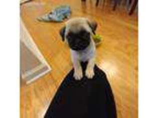 Pug Puppy for sale in Fuquay Varina, NC, USA