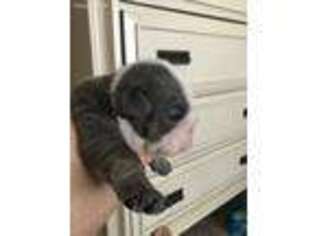 Bulldog Puppy for sale in Bakersfield, CA, USA