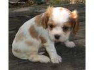 Cavalier King Charles Spaniel Puppy for sale in Noble, OK, USA