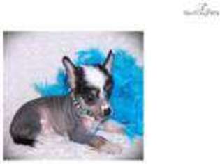 Chinese Crested Puppy for sale in Texarkana, AR, USA