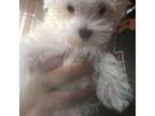 Maltese Puppy for sale in Hasbrouck Heights, NJ, USA