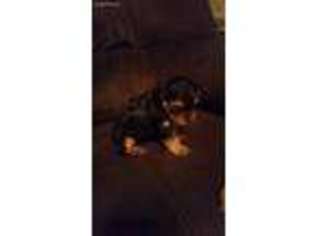 Yorkshire Terrier Puppy for sale in Alderson, WV, USA