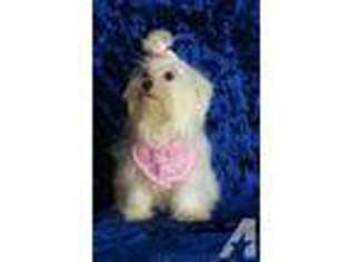Maltese Puppy for sale in FORT SMITH, AR, USA