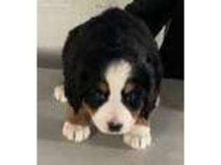 Bernese Mountain Dog Puppy for sale in Chariton, IA, USA