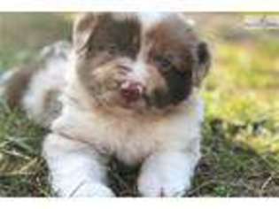Miniature Australian Shepherd Puppy for sale in Richmond, VA, USA